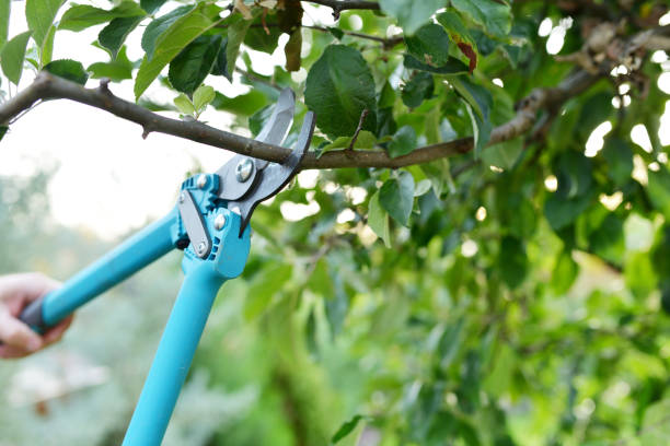 Best Emergency Tree Service  in Moroni, UT